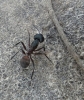 Camponotus cruentatus (Latreille, 1802)