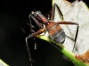 Camponotus cruentatus (Latreille, 1802)