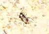 Camponotus cruentatus (Latreille, 1802)