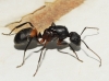 Camponotus cruentatus (Latreille, 1802)