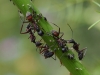 Camponotus cruentatus (Latreille, 1802)