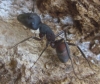 Camponotus cruentatus Camponotus cruentatus