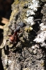 Camponotus cruentatus Camponotus cruentatus