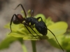 Camponotus cruentatus Camponotus cruentatus