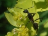 Camponotus cruentatus Camponotus cruentatus