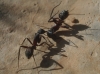 Camponotus cruentatus Camponotus cruentatus