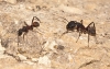 Camponotus cruentatus Camponotus cruentatus