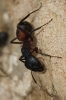Camponotus cruentatus Camponotus cruentatus