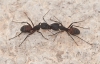 Camponotus cruentatus Camponotus cruentatus