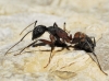 Camponotus cruentatus Camponotus cruentatus