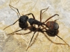 Camponotus cruentatus Camponotus cruentatus