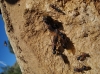Camponotus cruentatus Camponotus cruentatus