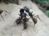 Camponotus cruentatus Camponotus cruentatus