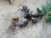 Camponotus cruentatus Camponotus cruentatus