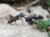 Camponotus cruentatus Camponotus cruentatus