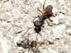 Camponotus cruentatus Camponotus cruentatus