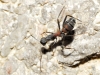 Camponotus cruentatus Camponotus cruentatus
