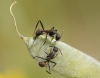 Camponotus cruentatus Camponotus cruentatus