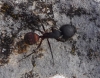 Camponotus cruentatus Camponotus cruentatus