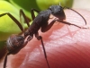 Camponotus cruentatus