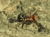 Camponotus cruentatus
