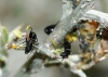 Camponotus foreli Camponotus foreli