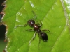 Camponotus lateralis