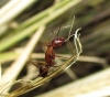 Camponotus pilicornis (Roger, 1859)