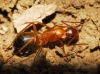Camponotus pilicornis (Roger, 1859)