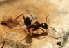 Camponotus sp Camponotus sp