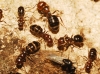 Camponotus sp. Camponotus sp.