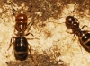 Camponotus sp. Camponotus sp.