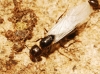 Camponotus sp. Camponotus sp.