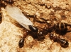 Camponotus sp. Camponotus sp.