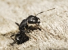 Camponotus sp. Camponotus sp.