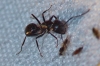 Camponotus sp. Camponotus sp.