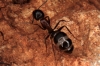 Camponotus Camponotus
