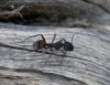 Camponotus cruentatus Camponotus cruentatus