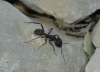 Camponotus cruentatus Camponotus cruentatus