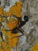 Camponotus cruentatus Camponotus cruentatus