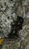 Camponotus cruentatus Camponotus cruentatus