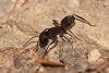 Camponotus cruentatus Camponotus cruentatus