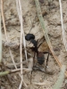 Camponotus cruentatus Camponotus cruentatus