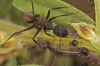 Camponotus cruentatus Camponotus cruentatus