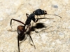 Camponotus cruentatus Camponotus cruentatus