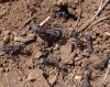 Camponotus cruentatus Camponotus cruentatus