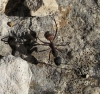 Camponotus cruentatus Camponotus cruentatus