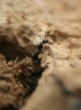 Camponotus sp Camponotus sp