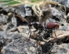 Cataglyphis sp Cataglyphis sp