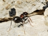Cataglyphis sp Cataglyphis sp